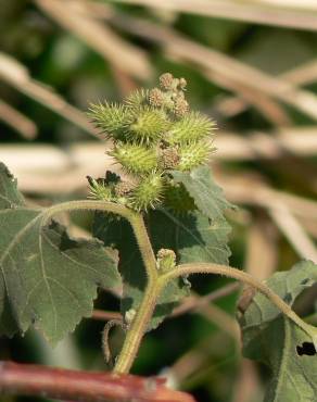 Fotografia 10 da espécie Xanthium strumarium no Jardim Botânico UTAD