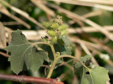 Fotografia da espécie Xanthium strumarium