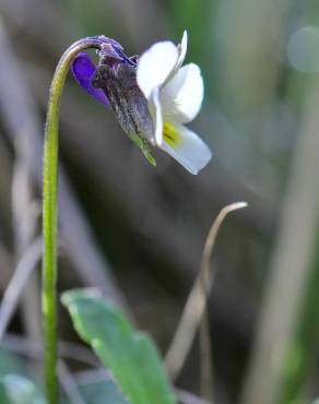 Fotografia 3 da espécie Viola kitaibeliana no Jardim Botânico UTAD