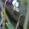 Fotografia 3 da espécie Viola kitaibeliana do Jardim Botânico UTAD