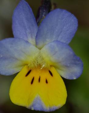 Fotografia 4 da espécie Viola kitaibeliana no Jardim Botânico UTAD