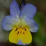 Fotografia 4 da espécie Viola kitaibeliana do Jardim Botânico UTAD
