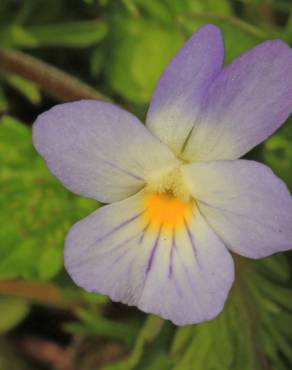 Fotografia 5 da espécie Viola kitaibeliana no Jardim Botânico UTAD