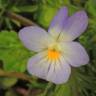 Fotografia 5 da espécie Viola kitaibeliana do Jardim Botânico UTAD