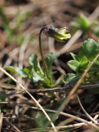 Fotografia da espécie Viola kitaibeliana