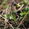 Fotografia 6 da espécie Viola kitaibeliana do Jardim Botânico UTAD