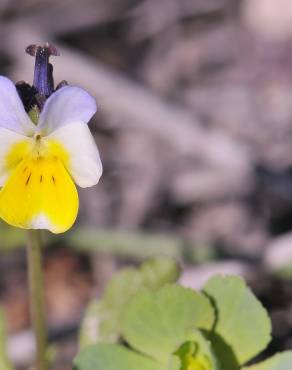 Fotografia 7 da espécie Viola kitaibeliana no Jardim Botânico UTAD