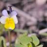 Fotografia 7 da espécie Viola kitaibeliana do Jardim Botânico UTAD