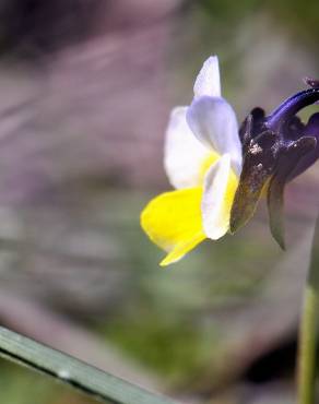 Fotografia 8 da espécie Viola kitaibeliana no Jardim Botânico UTAD