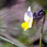 Fotografia 8 da espécie Viola kitaibeliana do Jardim Botânico UTAD