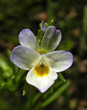 Fotografia 9 da espécie Viola kitaibeliana no Jardim Botânico UTAD