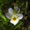 Fotografia 1 da espécie Viola kitaibeliana do Jardim Botânico UTAD