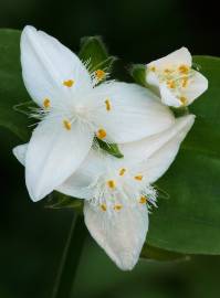 Fotografia da espécie Tradescantia fluminensis