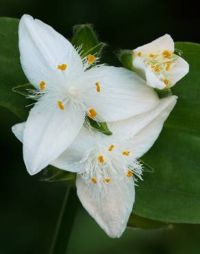 Fotografia 6 da espécie Tradescantia fluminensis no Jardim Botânico UTAD