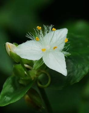 Fotografia 7 da espécie Tradescantia fluminensis no Jardim Botânico UTAD