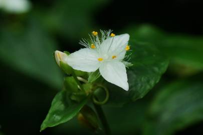 Fotografia da espécie Tradescantia fluminensis