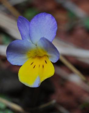 Fotografia 11 da espécie Viola kitaibeliana no Jardim Botânico UTAD