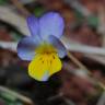 Fotografia 10 da espécie Viola kitaibeliana do Jardim Botânico UTAD