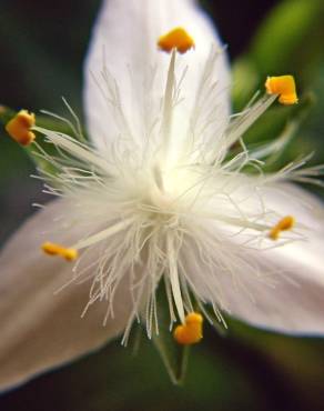 Fotografia 8 da espécie Tradescantia fluminensis no Jardim Botânico UTAD