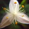 Fotografia 8 da espécie Tradescantia fluminensis do Jardim Botânico UTAD