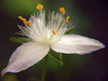 Fotografia da espécie Tradescantia fluminensis