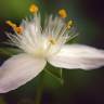 Fotografia 9 da espécie Tradescantia fluminensis do Jardim Botânico UTAD