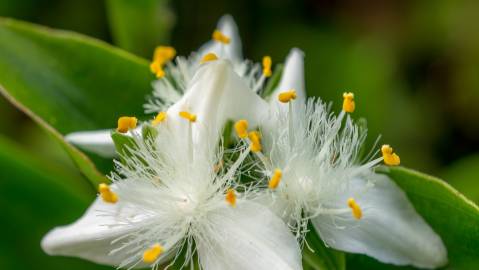 Fotografia da espécie Tradescantia fluminensis