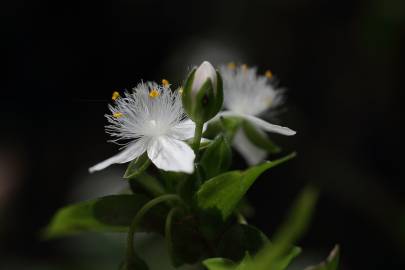 Fotografia da espécie Tradescantia fluminensis