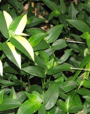 Fotografia 12 da espécie Tradescantia fluminensis no Jardim Botânico UTAD