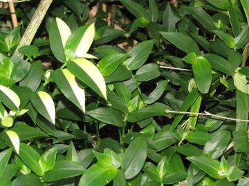 Fotografia da espécie Tradescantia fluminensis