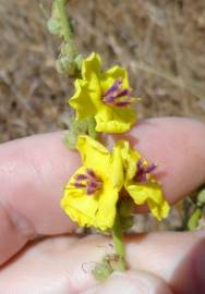 Fotografia da espécie Verbascum sinuatum var. sinuatum