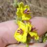 Fotografia 6 da espécie Verbascum sinuatum var. sinuatum do Jardim Botânico UTAD