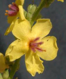 Fotografia da espécie Verbascum sinuatum var. sinuatum