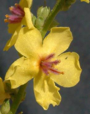Fotografia 7 da espécie Verbascum sinuatum var. sinuatum no Jardim Botânico UTAD
