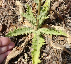 Fotografia da espécie Verbascum sinuatum var. sinuatum