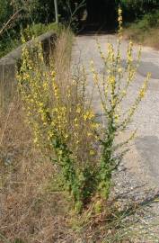 Fotografia da espécie Verbascum sinuatum var. sinuatum