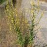 Fotografia 10 da espécie Verbascum sinuatum var. sinuatum do Jardim Botânico UTAD