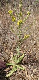 Fotografia da espécie Verbascum sinuatum var. sinuatum