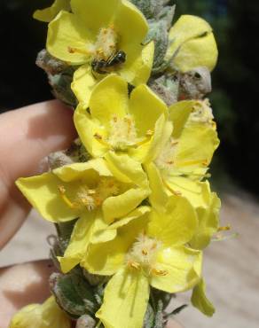 Fotografia 6 da espécie Verbascum thapsus subesp. thapsus no Jardim Botânico UTAD