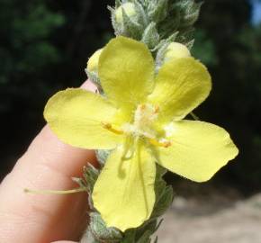 Fotografia da espécie Verbascum thapsus subesp. thapsus