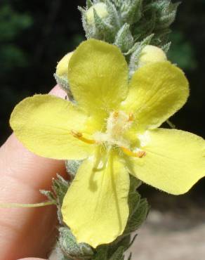 Fotografia 7 da espécie Verbascum thapsus subesp. thapsus no Jardim Botânico UTAD