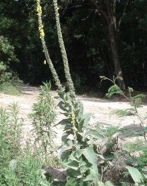 Fotografia 8 da espécie Verbascum thapsus subesp. thapsus no Jardim Botânico UTAD
