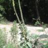 Fotografia 8 da espécie Verbascum thapsus subesp. thapsus do Jardim Botânico UTAD