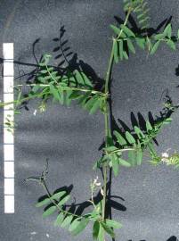 Fotografia da espécie Vicia hirsuta