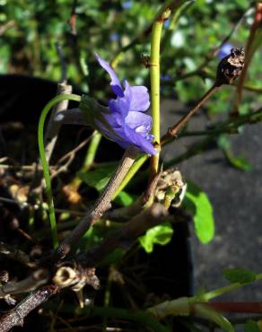 Fotografia 6 da espécie Viola odorata no Jardim Botânico UTAD