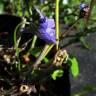 Fotografia 6 da espécie Viola odorata do Jardim Botânico UTAD