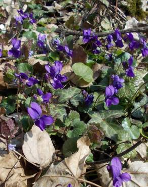 Fotografia 7 da espécie Viola odorata no Jardim Botânico UTAD