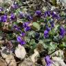 Fotografia 7 da espécie Viola odorata do Jardim Botânico UTAD