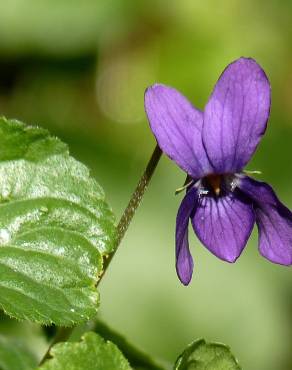 Fotografia 8 da espécie Viola odorata no Jardim Botânico UTAD