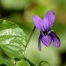 Fotografia 8 da espécie Viola odorata do Jardim Botânico UTAD
